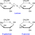 Structure du lactose et les produits de son clivage : le glucose et le galactose.