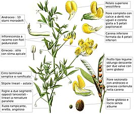 Efter Jacob W. Sturm: Deutschlands Flora in Abbildungen (1796) Illustratör Johann Georg Sturm.