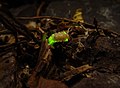 Firefly larva