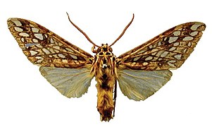 Lophocampa atriceps ♂