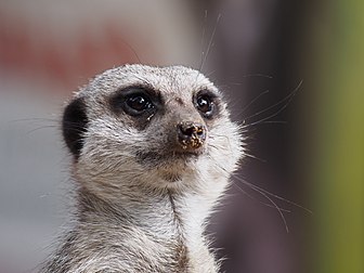 Un suricate (Suricata suricatta), mangouste d'Afrique australe (spécimen du zoo de Newquay, en Cornouailles). (définition réelle 4 029 × 3 022)