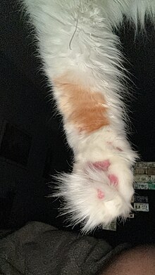 Turkish Vans have typically large paws that may have long tufts of fur between the toes. This paw (Momo’s) is a front paw. Notice the soft, wispy fur around the digits.