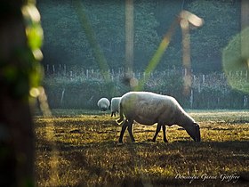 Image illustrative de l’article Languedoc-quatourze