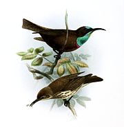 illustration of two sunbirds; the one on the top with a brownish body, blue-green on the face and head, and a blackish stripe through the eyes, and the one on the bottom with brownish upperparts and darks-streaked pale underparts