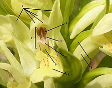 Anatomie d'Orchis sambicina. Le rostelum est indiqué par le chiffre 5.