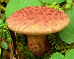 Suillus spraguei