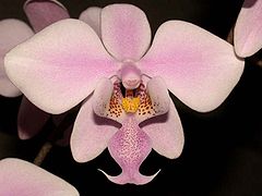 Phalaenopsis schilleriana