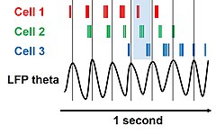 Diagram, with a left-to-right arrow marked "1 second" at the bottom. At the upper left are three labels, "Cell 1", "Cell 2", and "Cell 3", in three different colors, and each is followed to the right by a series of tick marks in the corresponding colors. Below the sets of tick marks and above the arrow is a wave function shown as a black line and labeled as "LFP theta". There are thin vertical lines positioned at each peak of the LFP wave, and the space between two of those lines is shaded in blue. The tick marks for Cell 1 tend to occur to the left of those for Cell 2, which in turn tend to be to the left of those for Cell 3, and the tick marks for all three cells occur successively farther and farther to the left between each successive vertical line.