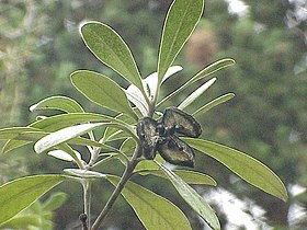 Pittosporum crassifolium