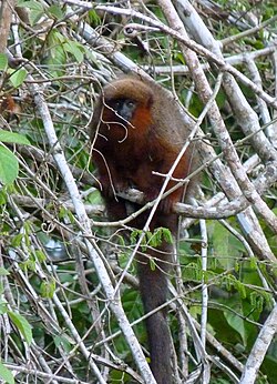 マディディティティ