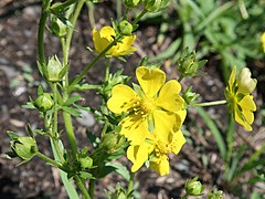 萼片と副萼片は5個あり、花茎に白い毛がある。