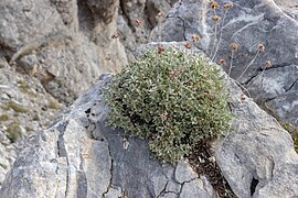 Potentilla deorum