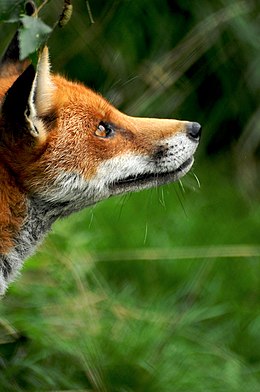 Profil d'un renard roux