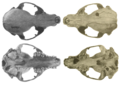Skulls of a common raccoon (left) and crab-eating raccoon (right)