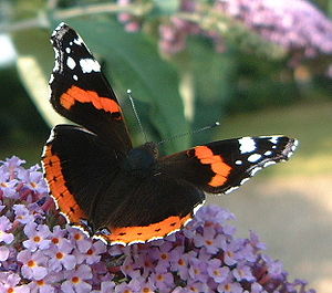 큰멋쟁이나비(Vanessa indica)