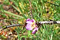 Rosa minutifolia