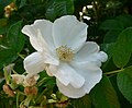 Rosa woodsii