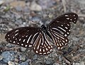 Spotted zebra (Graphium megarus)