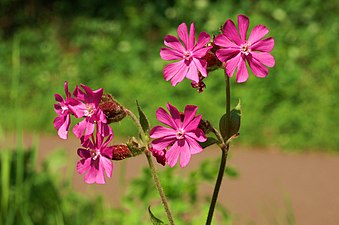 Hanblomma Bikronan syns som en liten ring i mitten av blomman