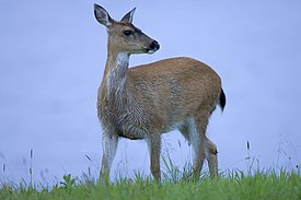 Mustahäntäkauris (Odocoileus hemionus)