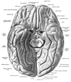 Fusiform gyrus seen in a ventral view