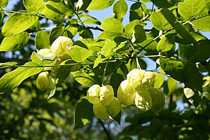 유럽고추나무(Staphylea pinnata)