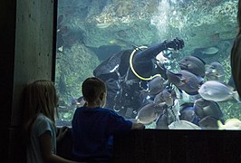 A diver feeding in a tank