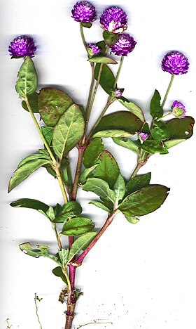 Flores de Gomphrena globosa .