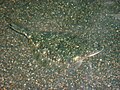 Starry flounder (Platichthys stellatus)