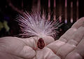 Stephanotis floribunda seed with 'parachute'