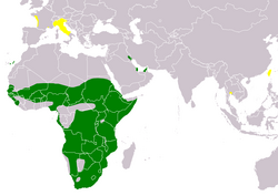 Distribución natural (verde) e introducida (amarillo) del ibis sagrado.