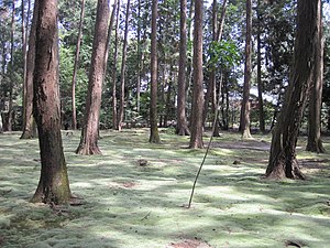 Frosty lawn at Toshodai-ji