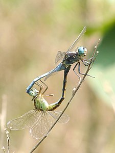 Orthetrum luzonicum mating pair