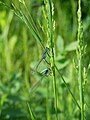 Ischnura elegans, kopula