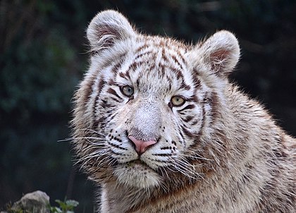 Um tigre-de-bengala no Touroparc Zoo, França. (definição 2 749 × 1 979)