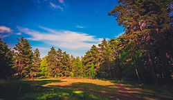 Golden Hill Forest, Troitsky District