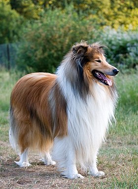 Un Rough Collie.