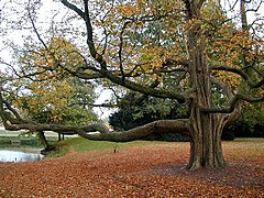 Un albero molto caratteristico