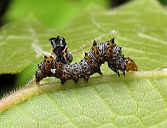 Une image d'une chenille d’Alypia octomaculata sur une feuille, avec une mouche qui se pose dessus, tentant de la parasiter.