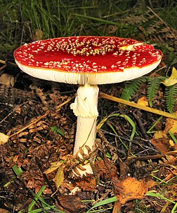 Amanite tue-mouches (Amanita muscaria). (définition réelle 1 605 × 1 938*)