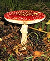 Large red and white mushroom