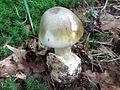 !!! Amanita phalloides !!!