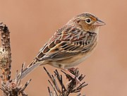 Grasshopper sparrow (Ammodramus savannarum)