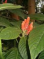 Aphelandra sinclairiana