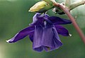 Aquilegia transsilvanica