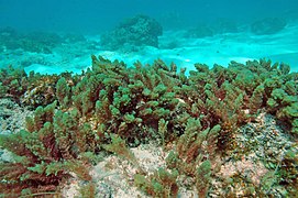 Asparagopsis taxiformis à Mayotte.