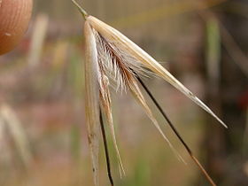 Avena barbata spikelet