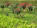 Roses in bloom in the park's rose garden