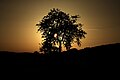 Baum bei Heidenstadt