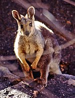 Petrogale ou wallaby des rochers